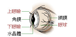 眼部