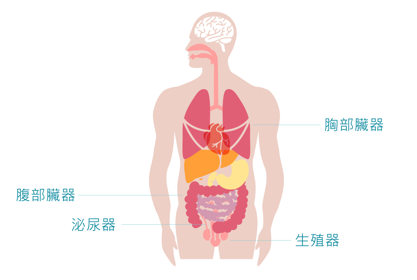 胸腹部臟器