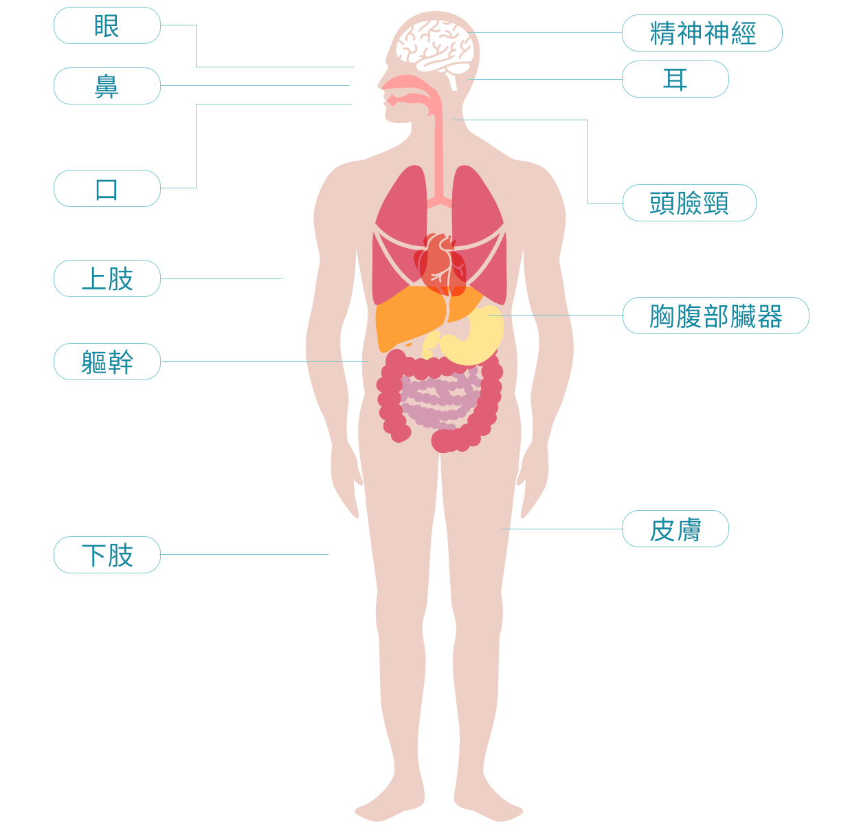 人體
