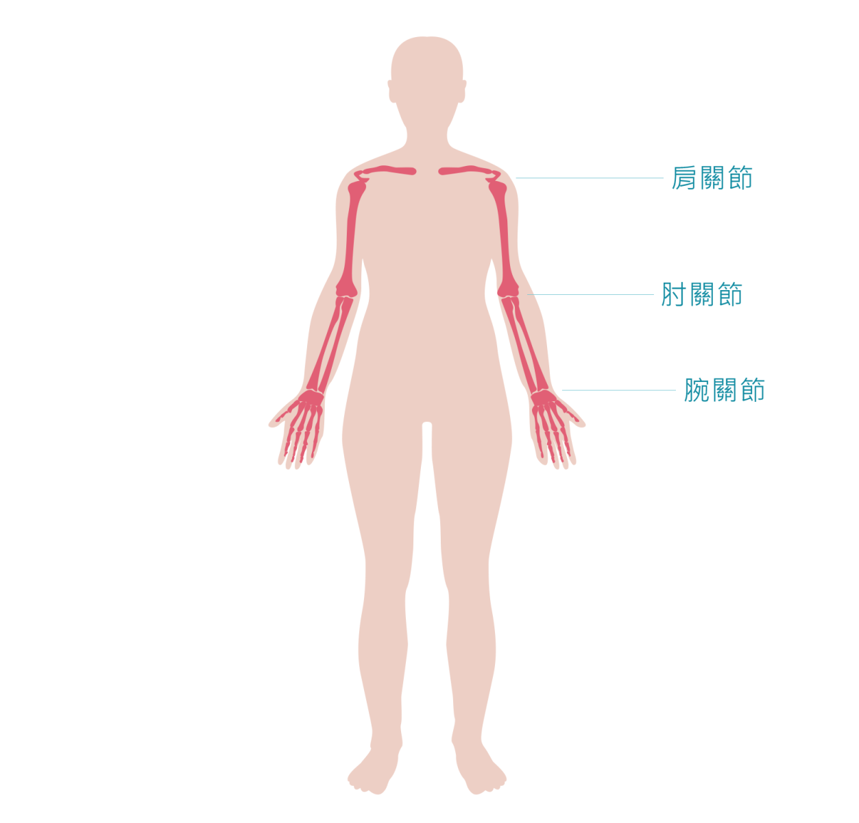 上肢圖片