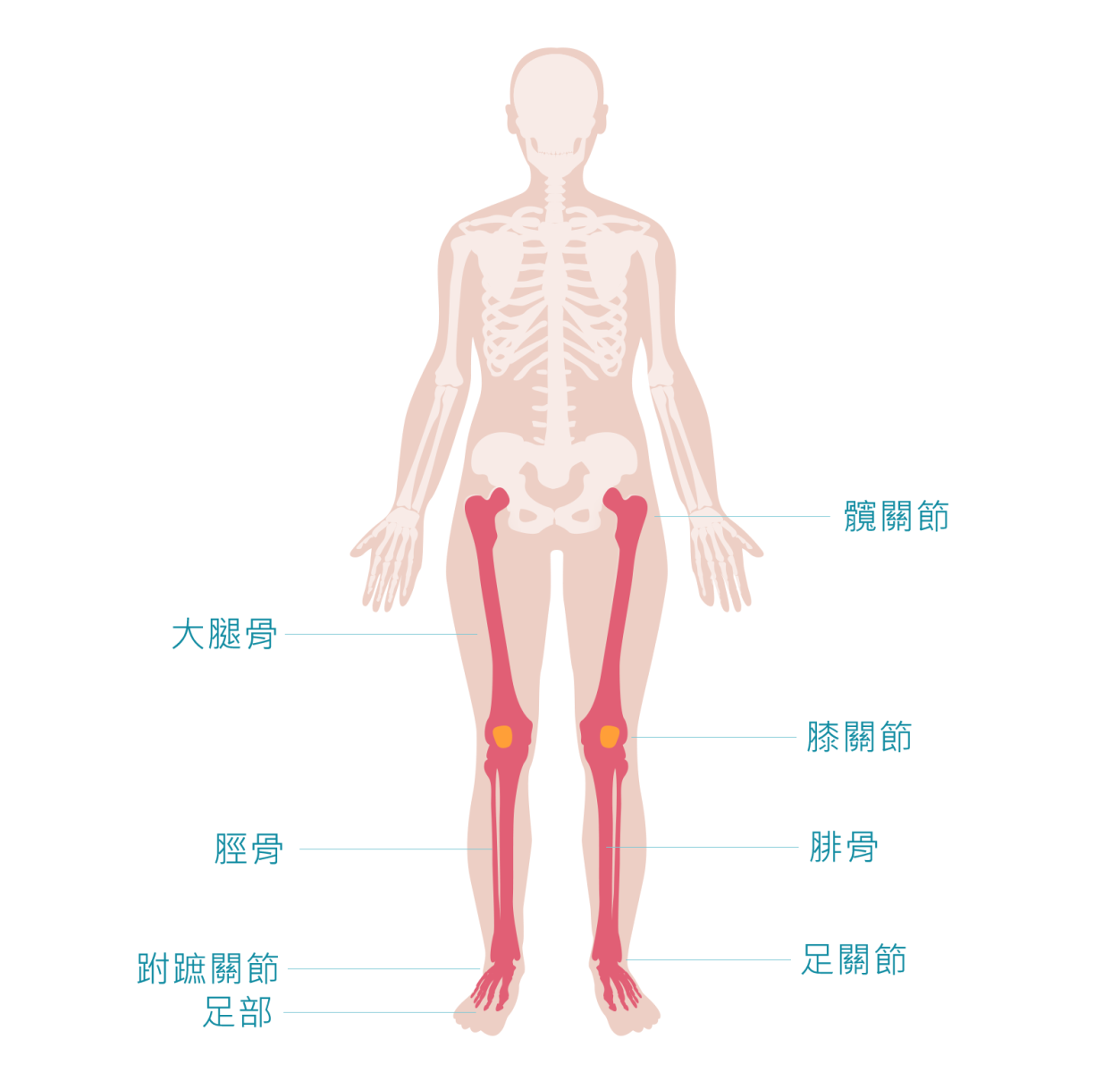 下肢 