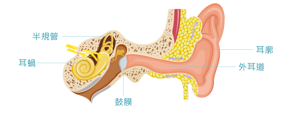 耳的圖片